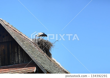 Stork on Rooftop Nest 134392291