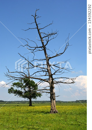 Bare and Green Trees Contrast 134392292