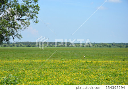 Stork in Yellow Field Stork in Yellow Field 134392294