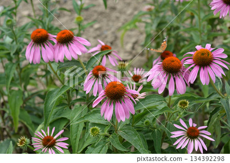 Coneflower Bright Star Coneflower Bright Star 134392298