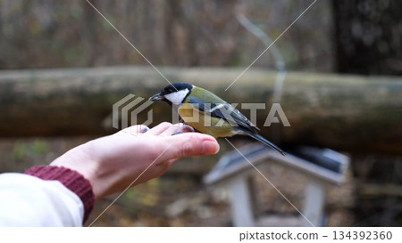 Woman feeding cute tit bird to sunflower seeds in forest. Small titmouse eating meal from arm of young girl outdoor. Beautiful tomtit pecking food from a female hand at autumn. Close up Slow motion Woman feeding cute tit bird to sunflower seeds in forest. Small titmouse eating meal from arm of young girl outdoor. Beautiful tomtit pecking food from a female hand at autumn. Close up Slow motion 134392360