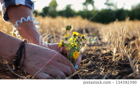 Female hands of farmer planting beautiful yellow flower in the ground at summer season. Arms of agronomist caring for small seedling at sunset. Concept of agricultural business. Slow motion 134392390