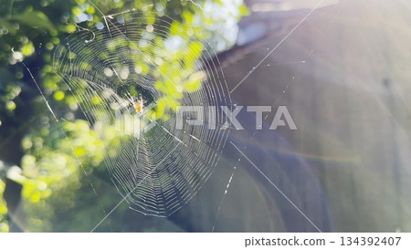Spiderweb swaying in wind at garden with sunlight at background. Spider builds a cobweb outdoor. Beautiful nature scene on summer day. Concept of wildlife. Slow motion 134392407