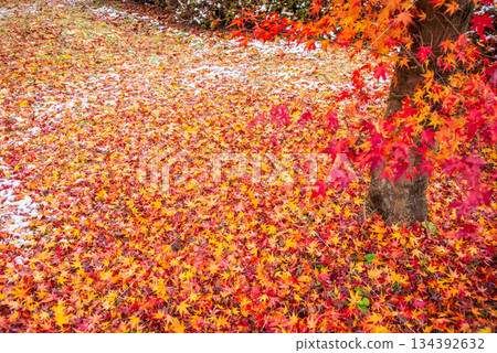"Carpet of fallen leaves" Ujo Park, Gero Onsen Town "Carpet of fallen leaves" Ujo Park, Gero Onsen Town 134392632