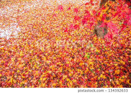 "Carpet of fallen leaves" Ujo Park, Gero Onsen Town "Carpet of fallen leaves" Ujo Park, Gero Onsen Town 134392633