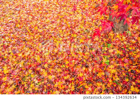 "Carpet of fallen leaves" Ujo Park, Gero Onsen Town "Carpet of fallen leaves" Ujo Park, Gero Onsen Town 134392634