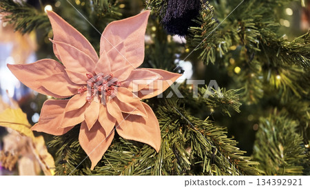 Festive Christmas and new year poinsettia decoration on evergreen tree 134392921