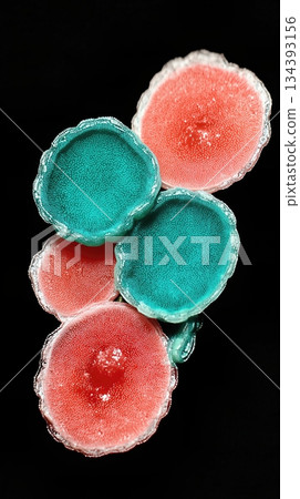Cyanobacteria With Bright Colors Showcasing Unique Cell Structures Under a Microscope Cyanobacteria With Bright Colors Showcasing Unique Cell Structures Under a Microscope 134393156
