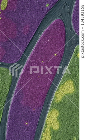 Cyanobacteria Vibrant Colors Seen Under a Microscope in a Laboratory Setting During Daylight 134393158