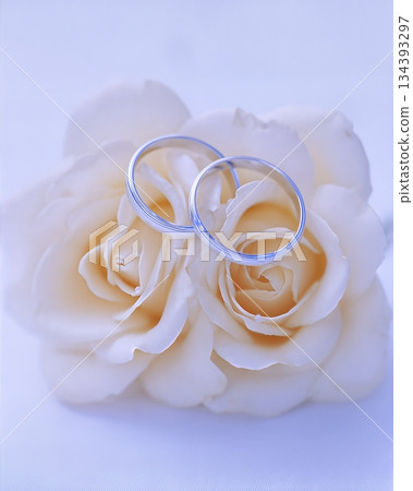 Elegant Wedding Rings Resting on a Soft Cream Rose Against a White Background 134393297