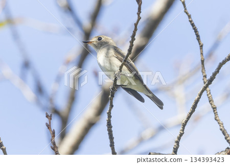 Kosamebitaki棲息在樹枝上 134393423