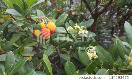 Vibrant strawberry tree with ripe red and yellow fruits and green foliage in garden setting. Arbutus unedo, strawberry tree, madrone, strawberry berries 134393475