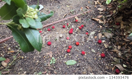 Fallen strawberry tree fruit and lush green foliage in a garden setting. Arbutus unedo, strawberry tree, madrone, strawberry berries Fallen strawberry tree fruit and lush green foliage in a garden setting. Arbutus unedo, strawberry tree, madrone, strawberry berries 134393476