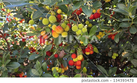 Vibrant strawberry tree with lush green leaves and colorful fruit. Arbutus unedo, strawberry tree, madrone, strawberry berries 134393478