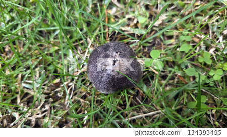 Top view of toadstool mushroom on grass in a natural outdoor setting. Tricholoma terreum 134393495