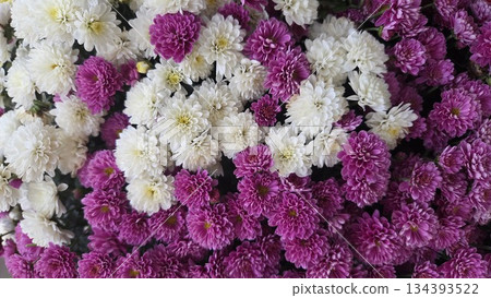 Vibrant chrysanthemums in full bloom for garden and floral arrangements. White and pink flower background Vibrant chrysanthemums in full bloom for garden and floral arrangements. White and pink flower background 134393522