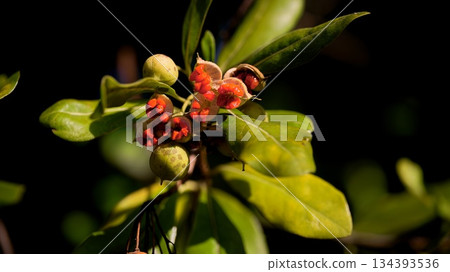 Pittosporum tobira fruit 134393536