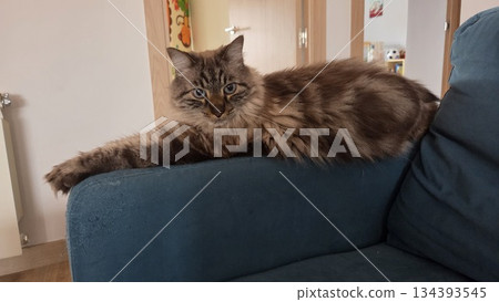 Fluffy feline relaxing on sofa at home. World cat day. World Animal Day Fluffy feline relaxing on sofa at home. World cat day. World Animal Day 134393545