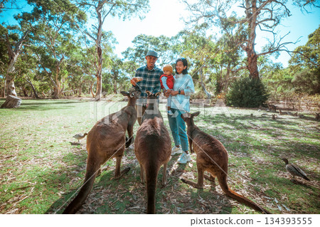 educational park scene featuring interactions between visitors and friendly kangaroos 134393555