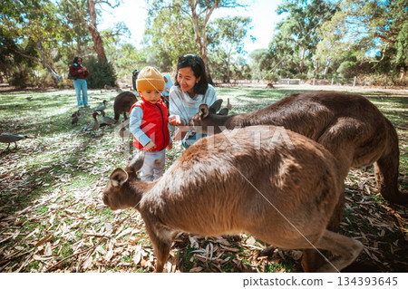 lively family moment as child feeds kangaroos under warm sunlight in natural setting 134393645