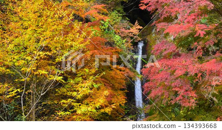 埼玉縣秩父郡美濃町秩父華嚴瀑布,秋季 埼玉縣秩父郡美濃町秩父華嚴瀑布,秋季 134393668