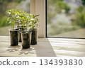 seedlings of bell pepper at home on the windowsill, gardening 134393830