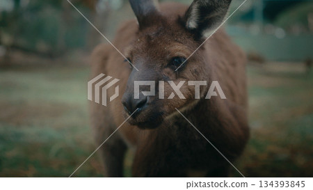 A CloseUp Image of a Wallaby in Its Natural Habitat and Environment A CloseUp Image of a Wallaby in Its Natural Habitat and Environment 134393845