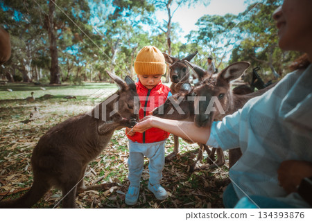 A Child Engaging with Adorable Kangaroos in Their Natural Environment A Child Engaging with Adorable Kangaroos in Their Natural Environment 134393876