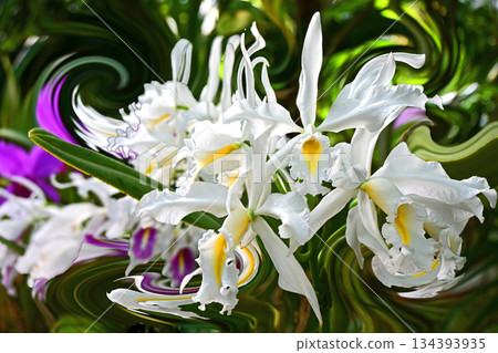 一扇令人心曠神怡的窗，蘭花競相綻放。 134393935