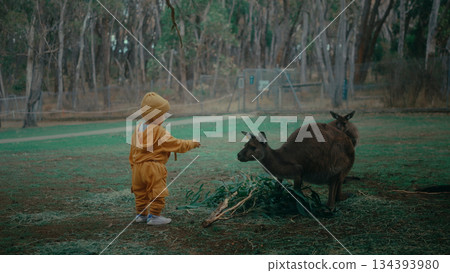 A Child Feeding a Kangaroo in a Beautiful, Serene, and Tranquil Landscape Setting A Child Feeding a Kangaroo in a Beautiful, Serene, and Tranquil Landscape Setting 134393980