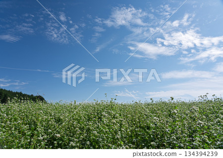 蕎麥花在奈良縣櫻井市Kasa地區射擊了 134394239