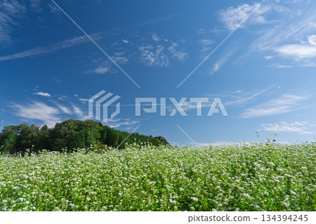 蕎麥花在奈良縣櫻井市Kasa地區射擊了 134394245