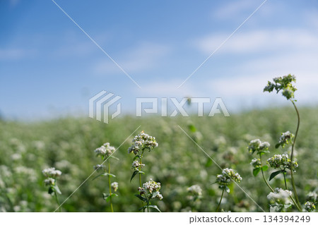 蕎麥花在奈良縣櫻井市Kasa地區射擊了 134394249