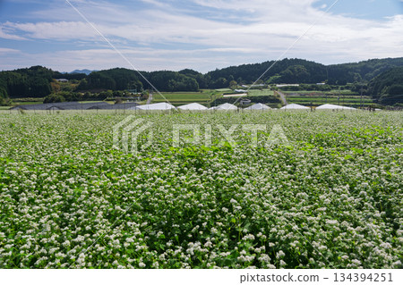 蕎麥花在奈良縣櫻井市Kasa地區射擊了 134394251