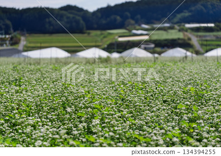 蕎麥花在奈良縣櫻井市Kasa地區射擊了 134394255