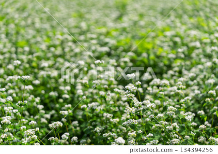 蕎麥花在奈良縣櫻井市Kasa地區射擊了 134394256
