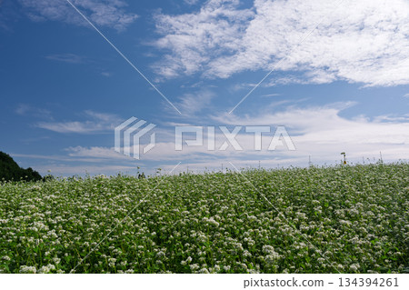 蕎麥花在奈良縣櫻井市Kasa地區射擊了 134394261