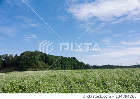 蕎麥花在奈良縣櫻井市Kasa地區射擊了 134394265