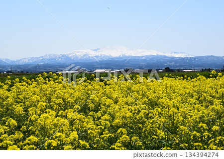 月山 日本名山百選 山形縣 出羽三山 134394274