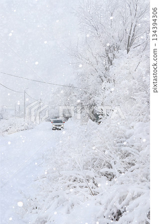 Russian nature in winter, beautiful Christmas background. After a snowfall, tree branches are covered with snow and sparkle in the sun, in severe frost and low temperatures. Russian nature in winter, beautiful Christmas background. After a snowfall, tree branches are covered with snow and sparkle in the sun, in severe frost and low temperatures. 134394306