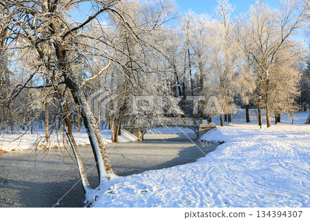 Russian village in winter After a snowfall, the branches of the trees are covered with snow and sparkle in the sun. This is a beautiful winter background 134394307
