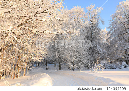 Russian village in winter After a snowfall, the branches of the trees are covered with snow and sparkle in the sun. This is a beautiful winter background 134394309