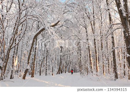 Wildlife in winter, Christmas background. After a snowfall, tree branches are covered with snow and sparkle in the sun, in severe frost and low temperatures. Wildlife in winter, Christmas background. After a snowfall, tree branches are covered with snow and sparkle in the sun, in severe frost and low temperatures. 134394315