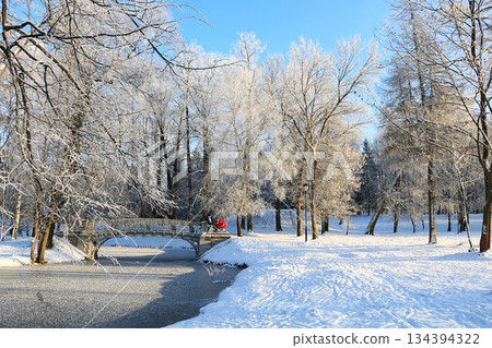 Russian nature in winter, Christmas background. After a snowfall, tree branches are covered with snow and sparkle in the sun, severe frost and low temperatures. 134394322