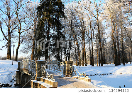 Russian nature in winter, Christmas background. After a snowfall, tree branches are covered with snow and sparkle in the sun, severe frost and low temperatures. 134394323