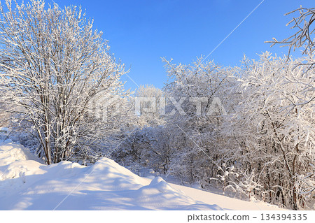 Winter forest in the countryside with snow-covered spruce trees and snow drifts. The beauty of the winter season for travel in extreme conditions. A beautiful winter invitation card for tourists Winter forest in the countryside with snow-covered spruce trees and snow drifts. The beauty of the winter season for travel in extreme conditions. A beautiful winter invitation card for tourists 134394335