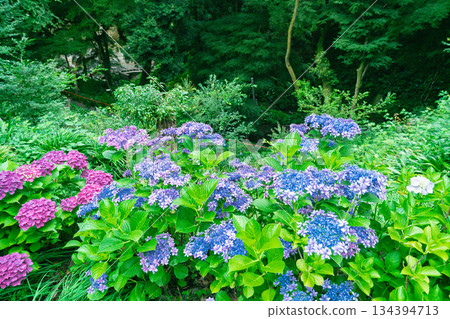在京都府八幡市，拍攝通往杉山穀不動尊和神之寺的路上盛開的繡球花。 134394713