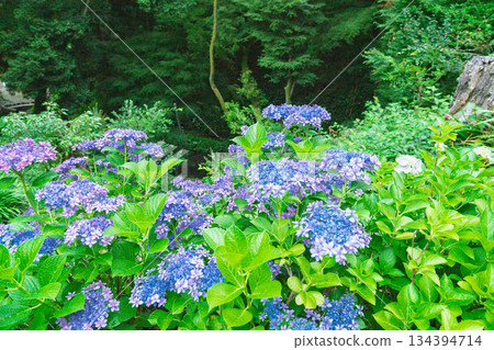 Photographing hydrangeas adorning the approach to Sugiyamadani Fudoson and Jinnoji Temple in Yawata, Kyoto Prefecture 134394714