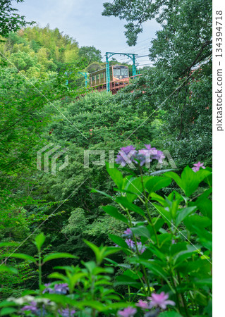 Photographing hydrangeas adorning the approach to Sugiyamadani Fudoson and Jinnoji Temple in Yawata, Kyoto Prefecture 134394718
