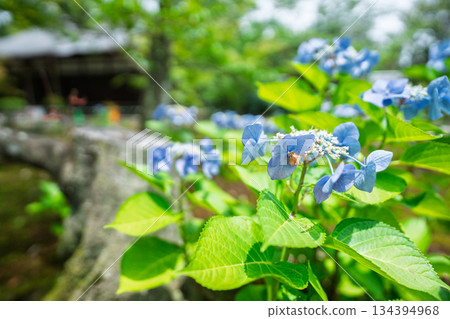 在京都市山科區勘修寺院內拍攝盛開的繡球花 134394968